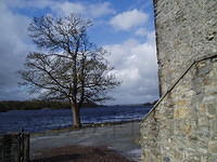Killarney Ross Castle, een eenzame boom aan het water.