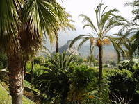 Guadalest, met heel wat palmen.
